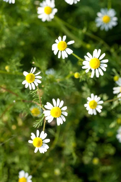 Kamille in het veld — Stockfoto