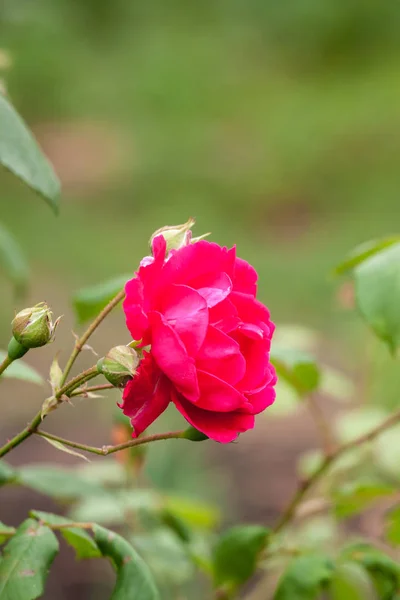 Rosas flores do jardim — Fotografia de Stock