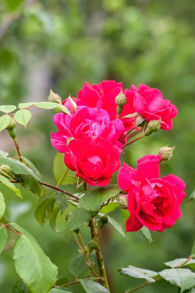 Rosas flores do jardim — Fotografia de Stock