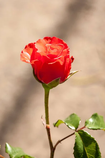 玫瑰花园的花 — 图库照片