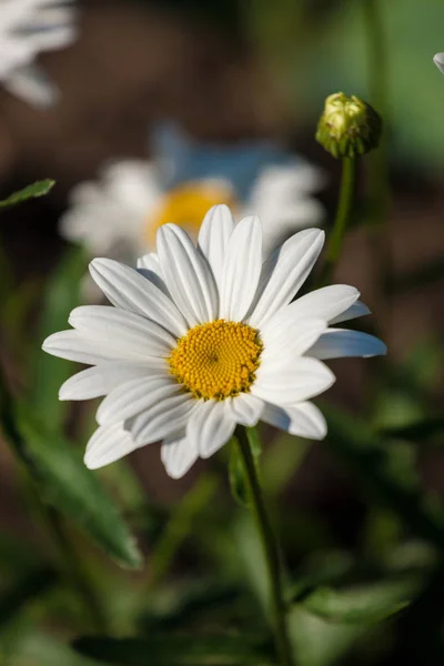 Daises garden flowers — Stock Photo, Image