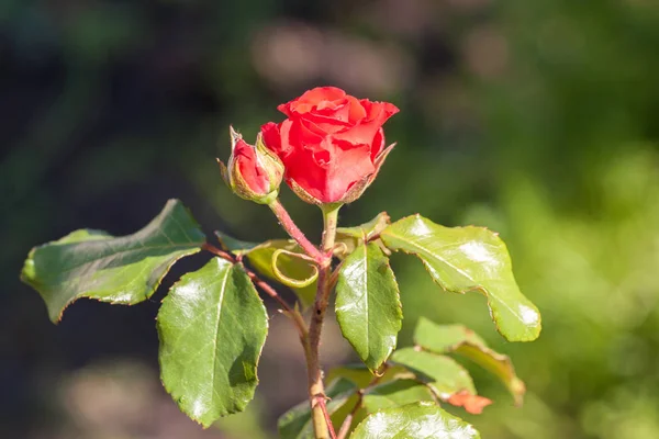 Rosas flores do jardim — Fotografia de Stock