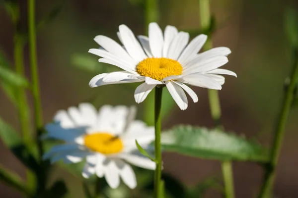 Daises flores de jardín —  Fotos de Stock