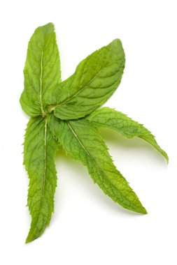 Taze nane yaprağı