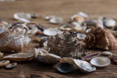 Karışık deniz bilmiyorum