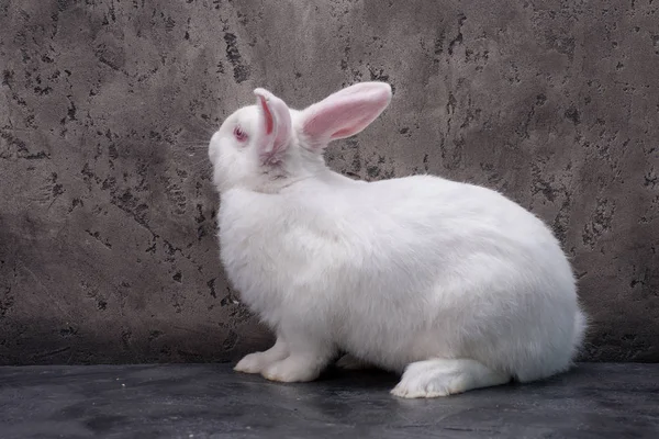 Rabbit in studio — Stock Photo, Image