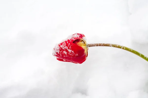 Tulpaner i snön — Stockfoto