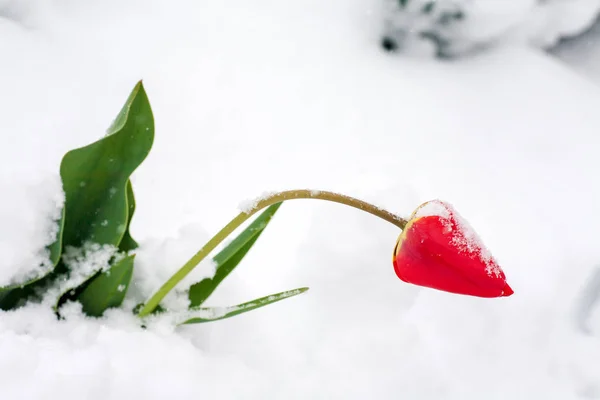 Tulipánok a hóban — Stock Fotó