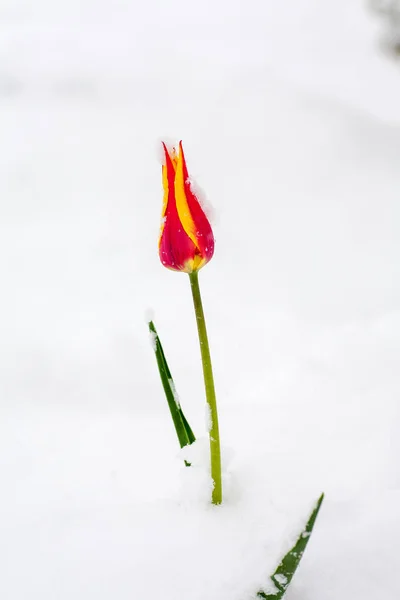 Tulipas na neve — Fotografia de Stock