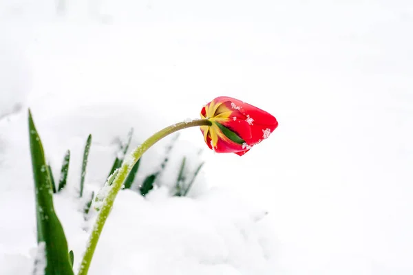 Тюльпаны в снегу — стоковое фото