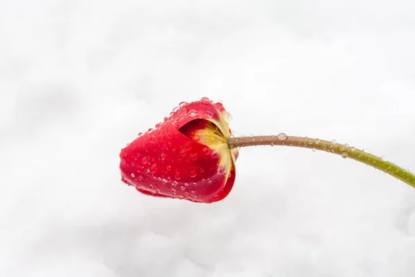 Tulpaner i snön — Stockfoto