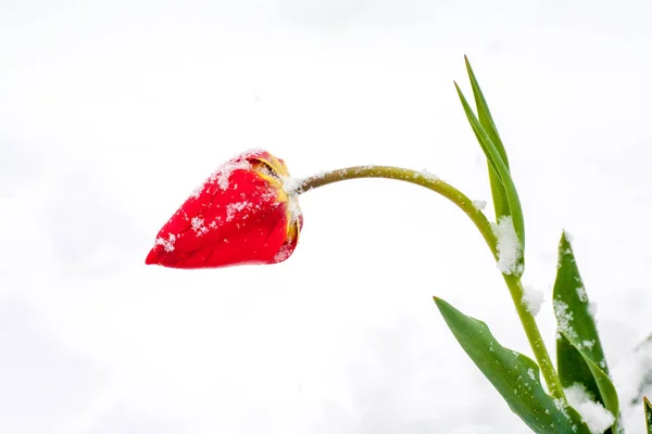 Tulips in the snow — Stock Photo, Image