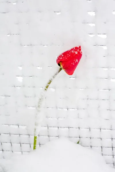 Тюльпаны в снегу — стоковое фото