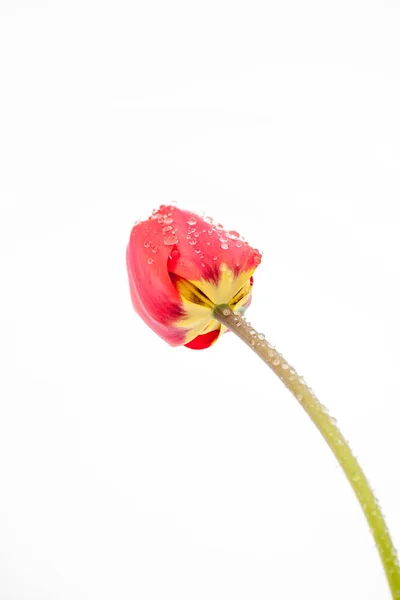 Tulipany w śniegu — Zdjęcie stockowe