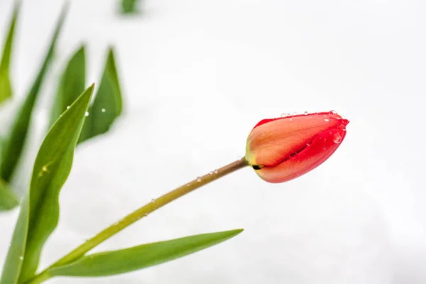 Tulpen im Schnee — Stockfoto