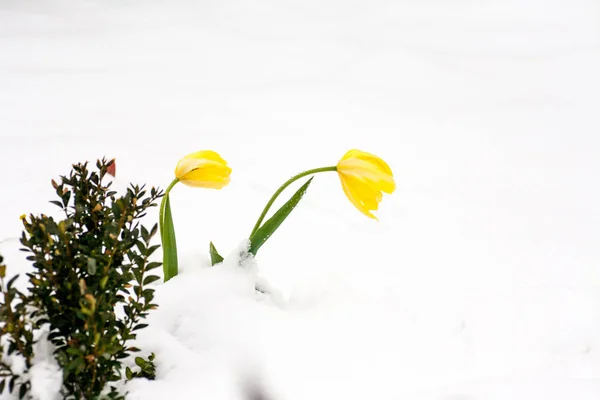 Tulpaner i snön — Stockfoto