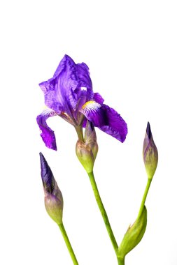 izole iris çiçeği