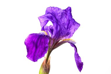 izole iris çiçeği