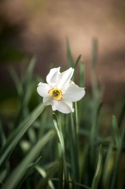 Beyaz nergis çiçeği