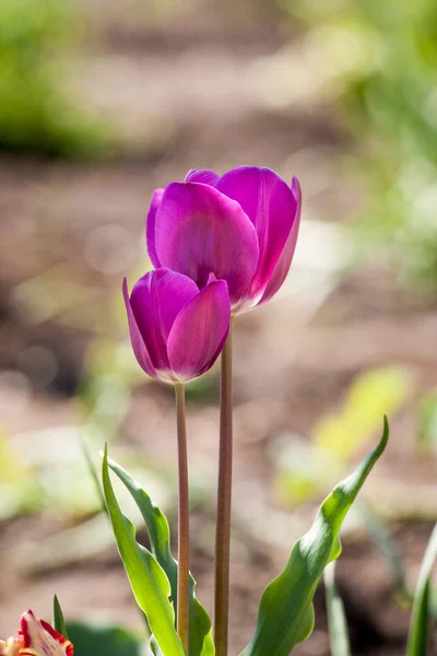 Tulipaner i haven - Stock-foto