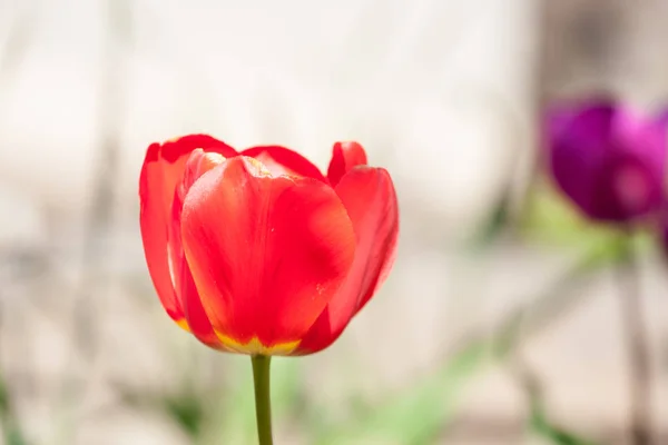 Tulipaner i haven - Stock-foto