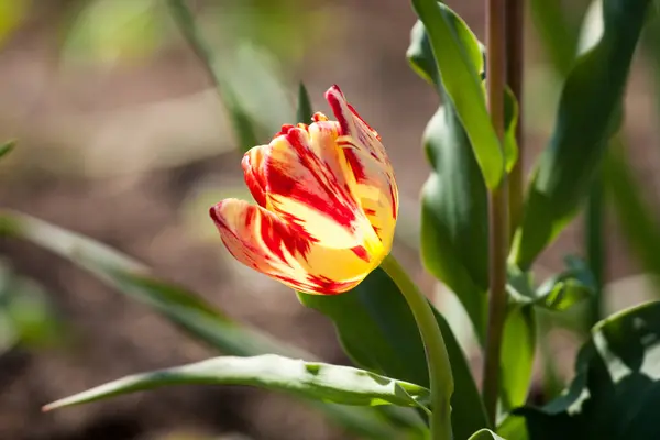 Tulipán a kertben — Stock Fotó