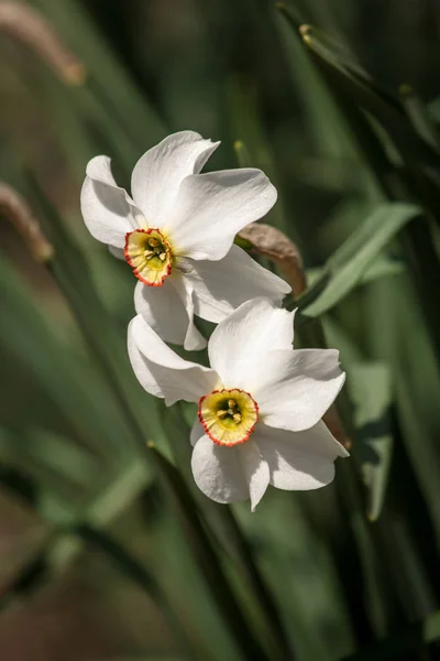 Flor de narciso blanco —  Fotos de Stock