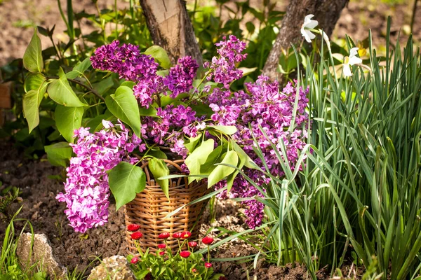 Still life with lilac — Stock Photo, Image