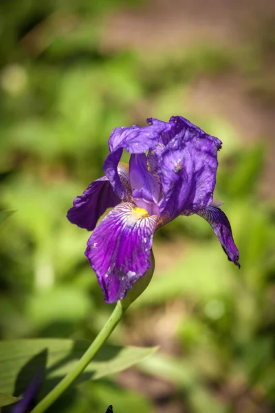 Iris flor en el jardín — Foto de Stock