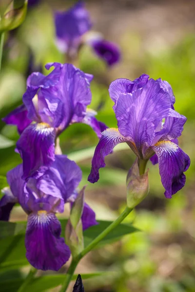 Flor de íris no jardim — Fotografia de Stock