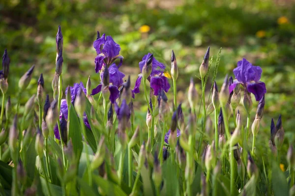 Iris bloem in tuin — Stockfoto