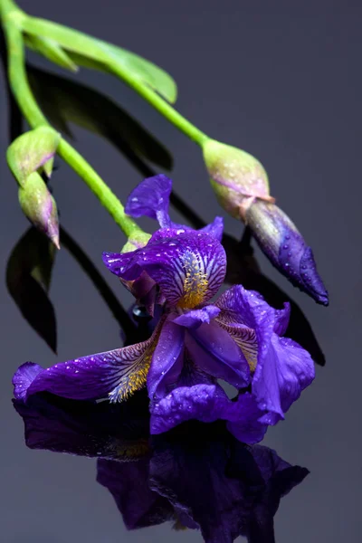 Iris sur noir — Photo