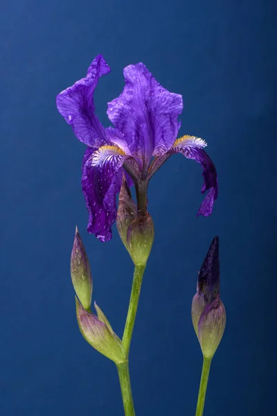 Iris sur bleu — Photo