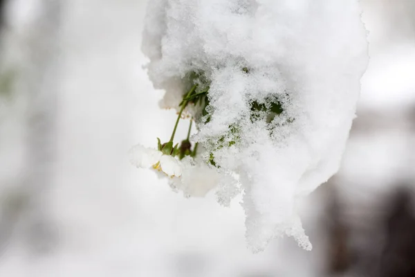 Цветение вишни в снегу — стоковое фото