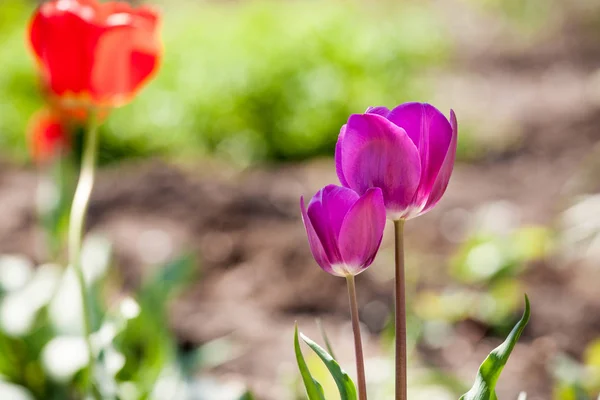 Tulipán a kertben — Stock Fotó