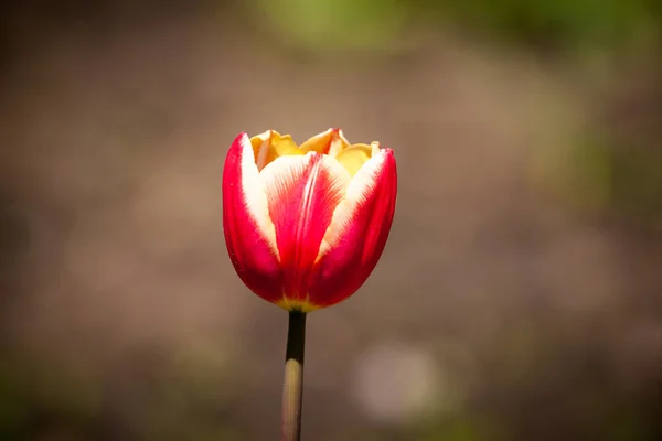 Tulipán a kertben — Stock Fotó