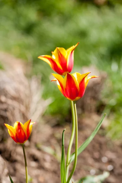 Tulipán a kertben — Stock Fotó