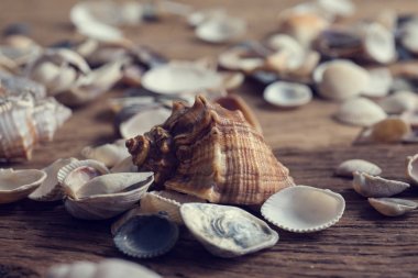 Karışık deniz bilmiyorum