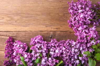 Leylak çiçekleri arka plan