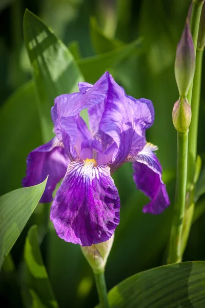 Iris bloem in tuin — Stockfoto