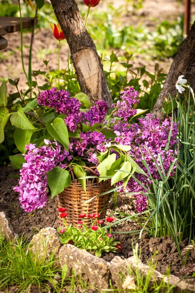 Still life with lilac — Stock Photo, Image