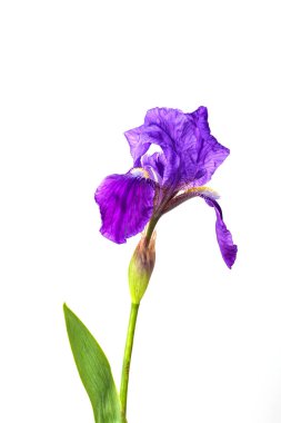 izole iris çiçeği