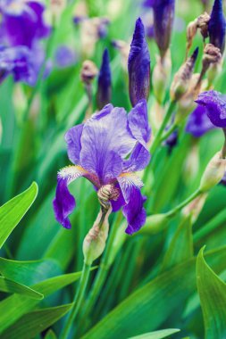 İris çiçeği Bahçe