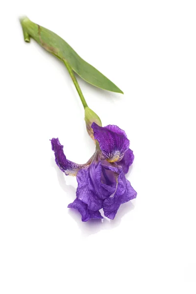 Iris bloem geïsoleerd — Stockfoto