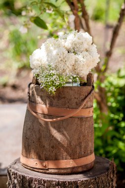 Viburum beyaz çiçekler