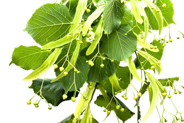 Linden flowers on white — Stock Photo, Image