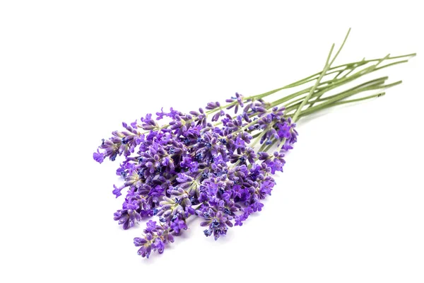 Lavander on white