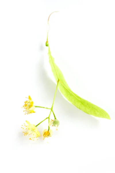 Flor de lima sobre blanco — Foto de Stock