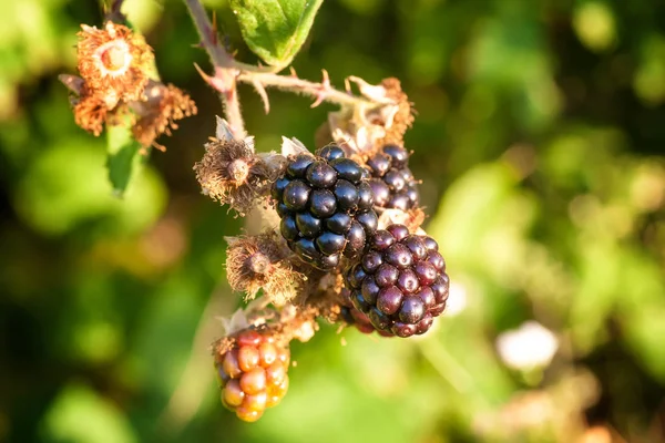 Blackberry en el jardín —  Fotos de Stock