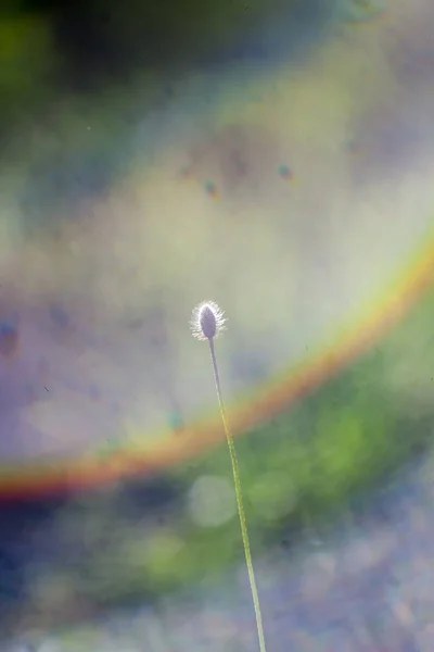 田野罂粟花 — 图库照片